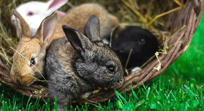 A pile of baby bunnies in a basket.